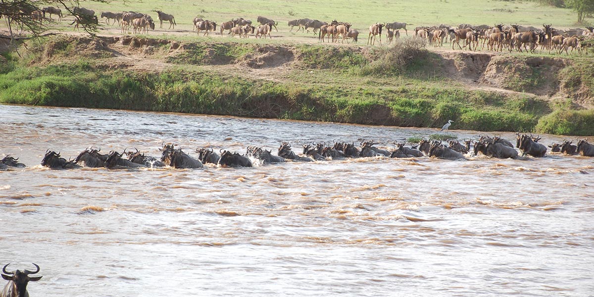 serengeti-national-park