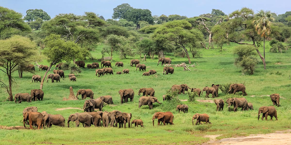 tarangire-natinal-park